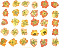 Stoff Rose Deko Kunststoff Rot 10x6 cm Rosa Gelb Plastik Blume Trocken 10 Stück