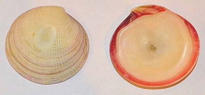 Muschelkerze Echte Muschel Kerze Weiss 60 x 70 mm 5 Stueck Tisch Deko