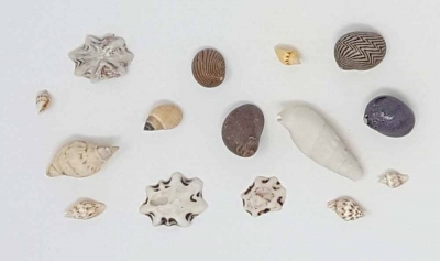 Strand Muscheln Miniatur Natur Ozean Deko 60g Aquarium DIY Mineralien Fossilien