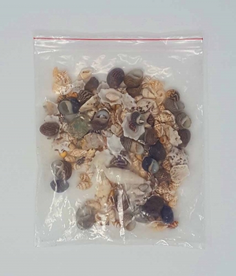 Strand Muscheln Miniatur Natur Ozean Deko 60g Aquarium DIY Mineralien Fossilien